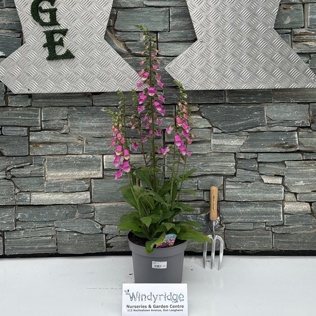 Digitalis 'Panther'