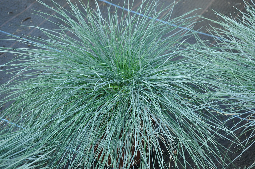 Festuca glauca Intens Blue
