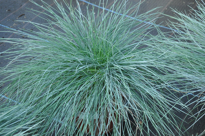 Festuca glauca Intens Blue