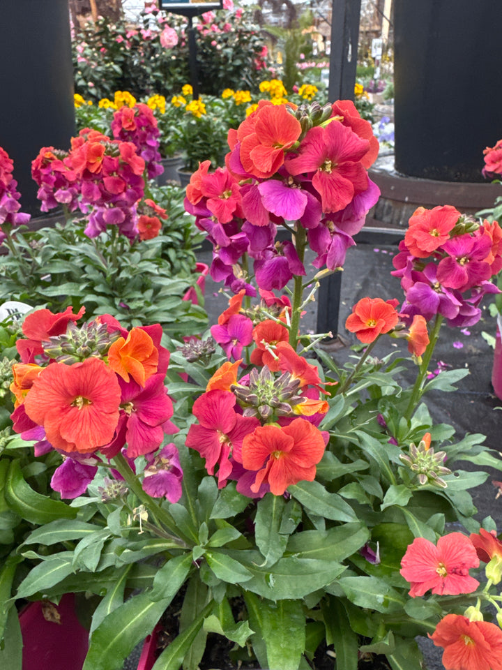 Erysimum  Winter Orchid