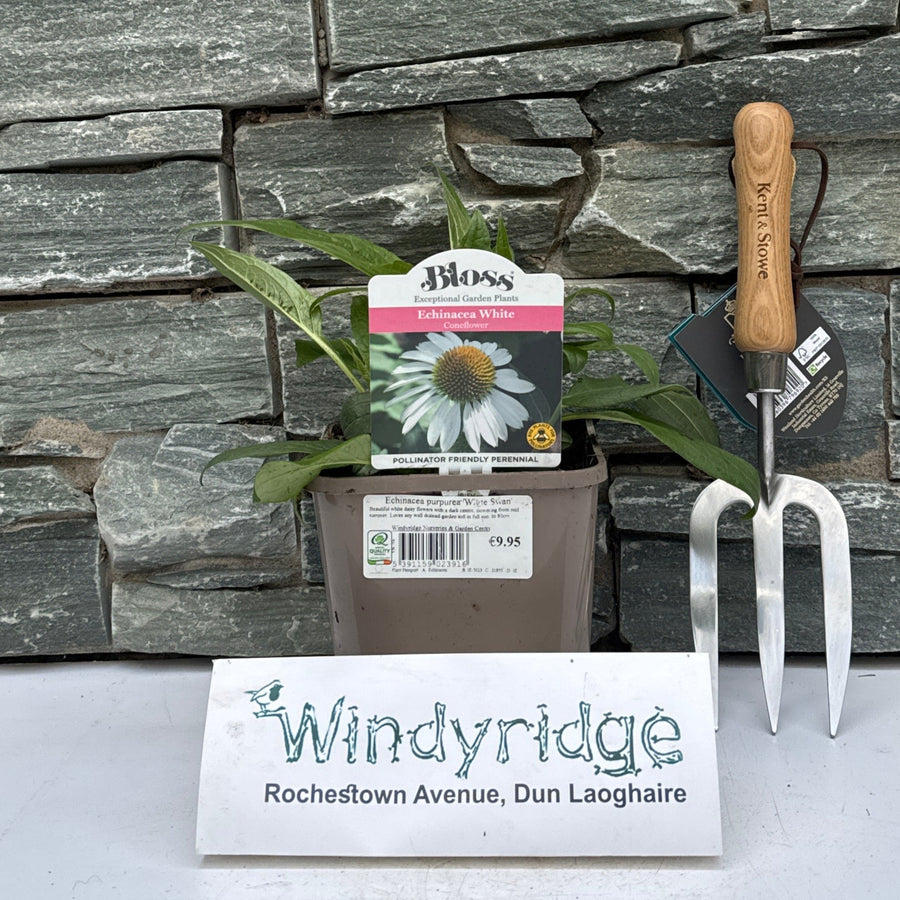 Echinacea 'White Swan' - Herbaceous - Windyridge Garden Centre