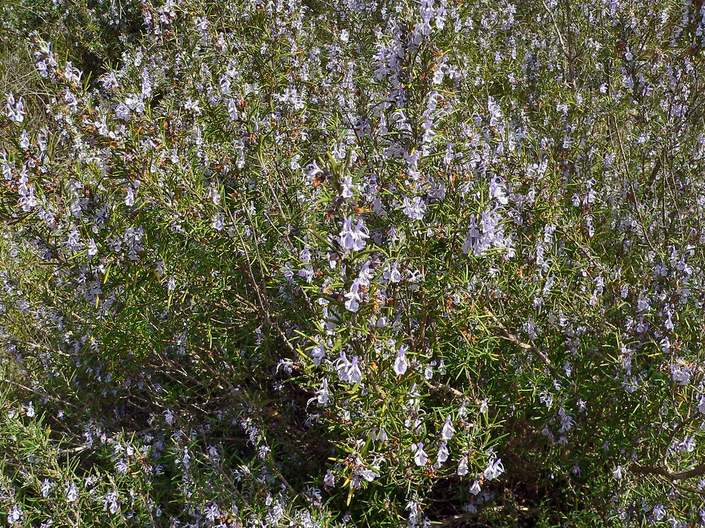 Rosemary-officinalis-Flower