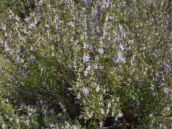 Rosemary-officinalis-Flower