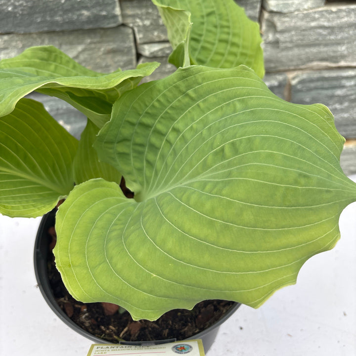HOSTA Shadowland Diamond Lake