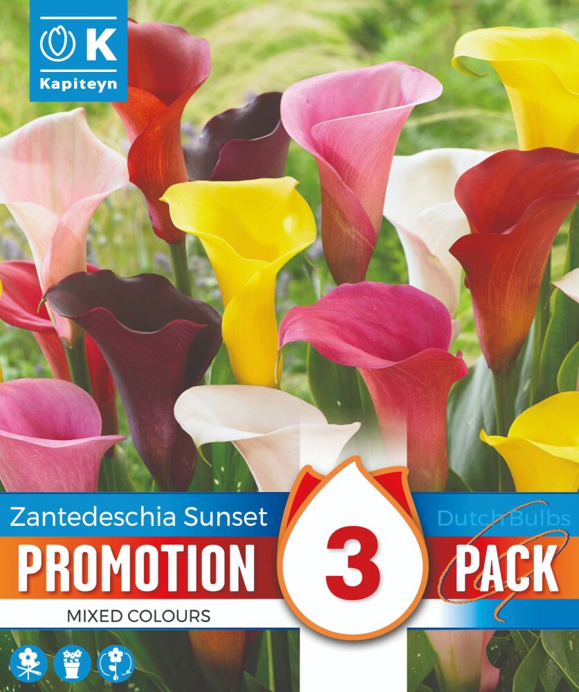 PROMO ZANTEDESCHIA SUNSET MIXED COLOURS x 3