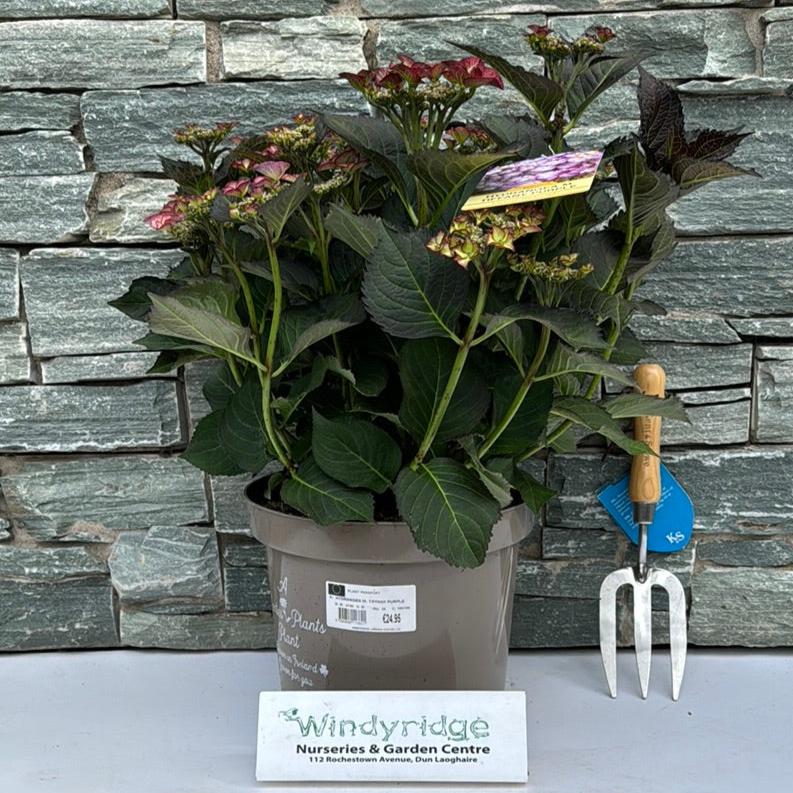 HYDRANGEA M. TIFFANY PURPLE 7.5ltr
