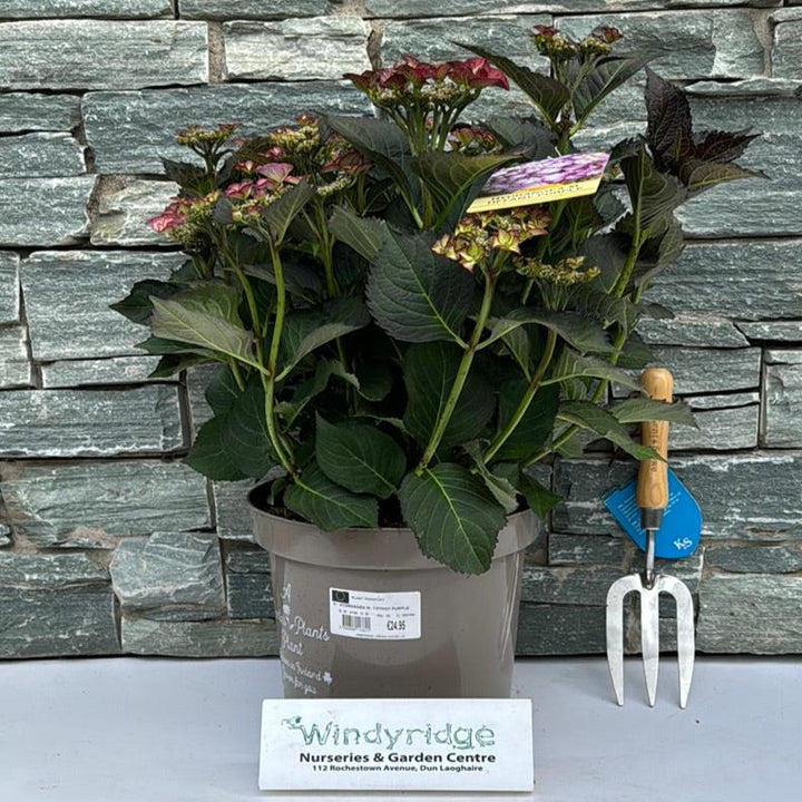 HYDRANGEA M. TIFFANY PURPLE 7.5ltr