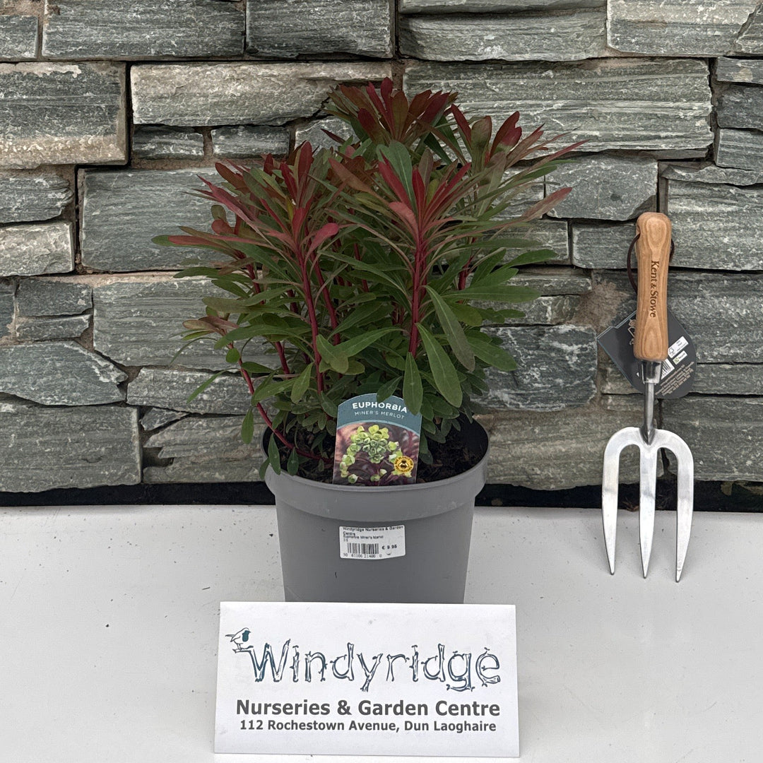 Euphorbia Miner's Merlot 3L