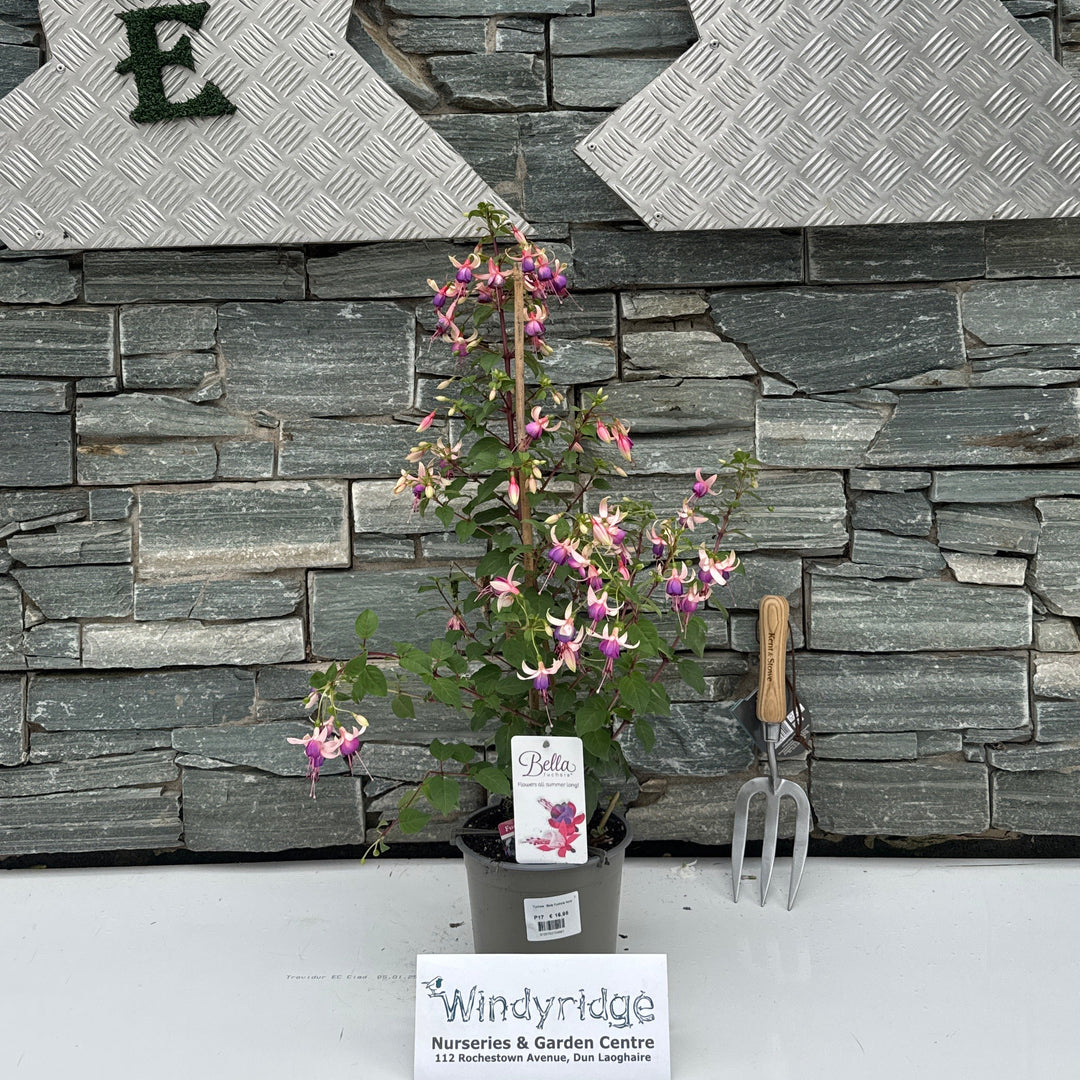 Fuchsia  'Bella Fuchsia Nora'