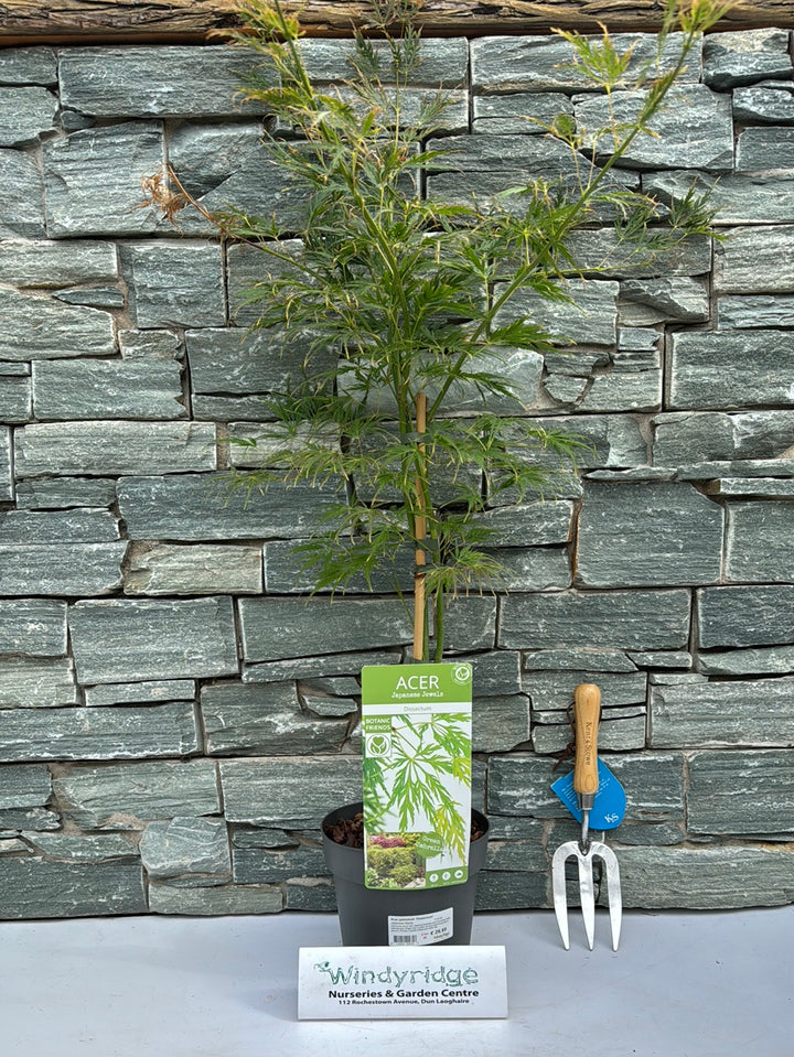 Acer palmatum Dissectum  3 Ltr pot