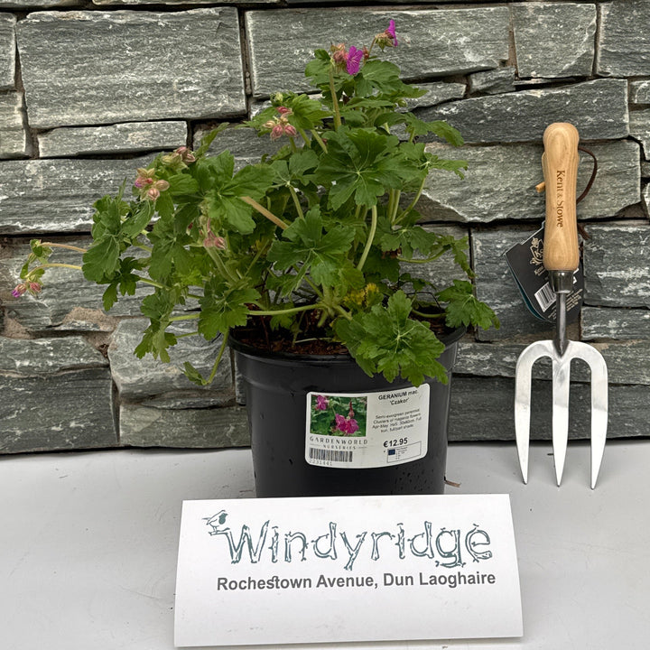 Geranium Mac. 'Czakor' - Herbaceous - Windyridge Garden Centre