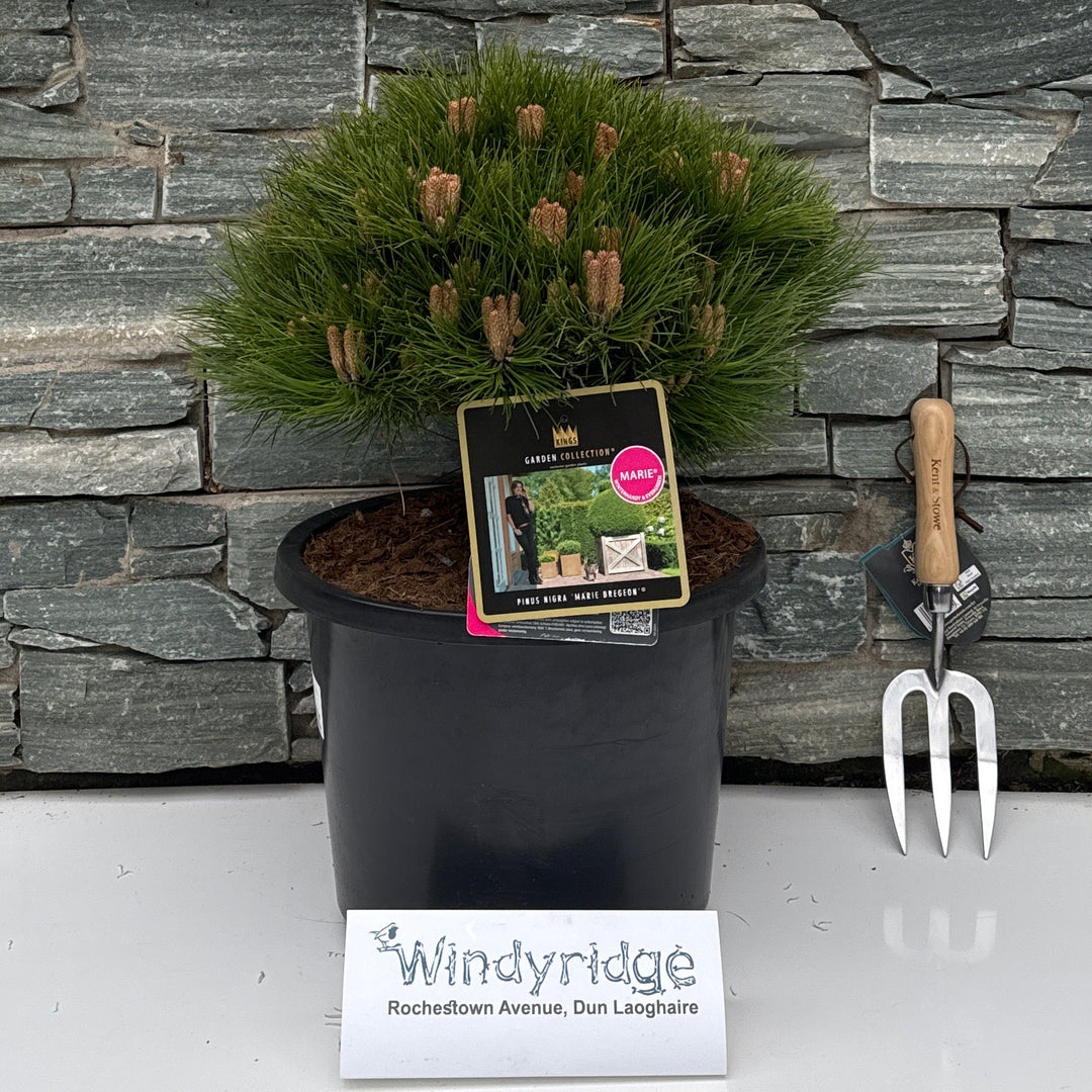Pinus Nigra Marie Bregeon / 30-40 Cm C12 - Shrubs - Windyridge Garden Centre