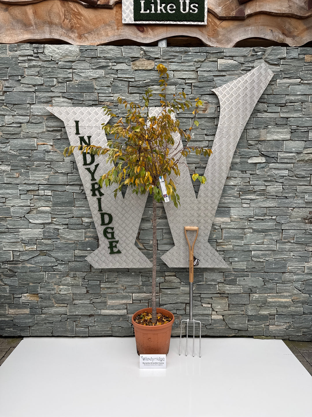 PRUNUS SUBH. AUTUMNALIS ROSEA CLT 25   CIRC. TR. 10 - 12 CM  1/2 STD