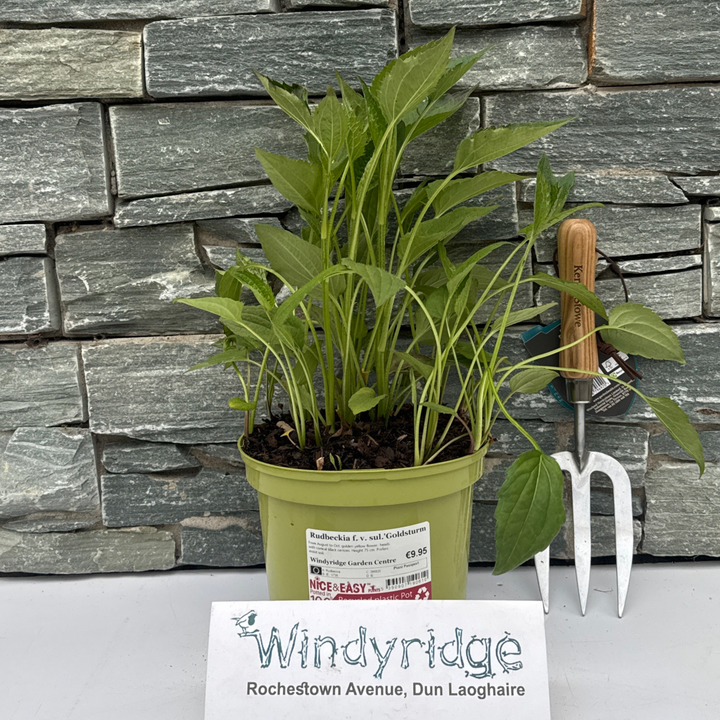 Black Eyed Susan Rudbeckia Fulgida Sullivantii Goldsturm (3Ltr Pot)