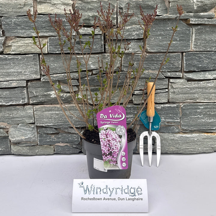 Syringa Meyeri Palibin - Shrubs - Windyridge Garden Centre