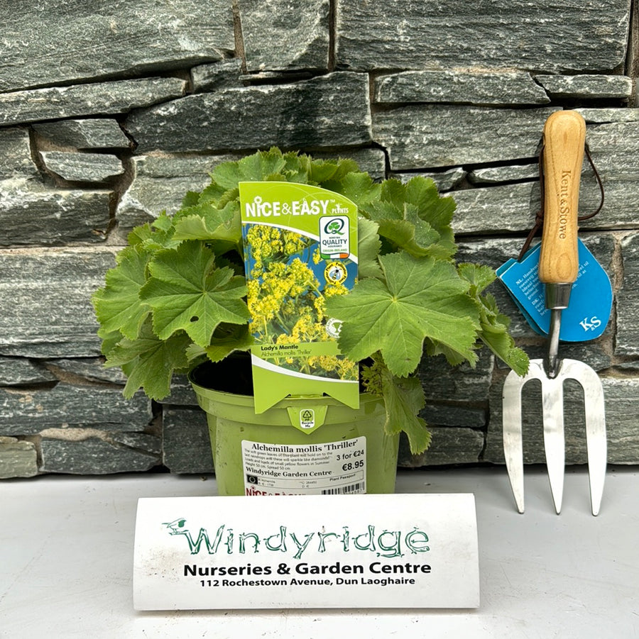 Ladys Mantle Alchemilla Mollis Thriller (2Ltr Pot) - Herbaceous - Windyridge Garden Centre
