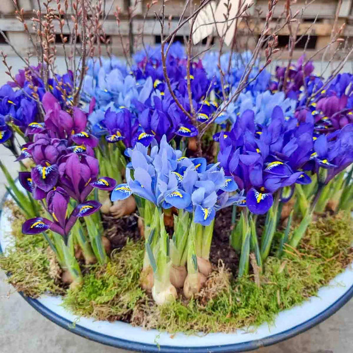 IRIS RETICULATA MIXED 20