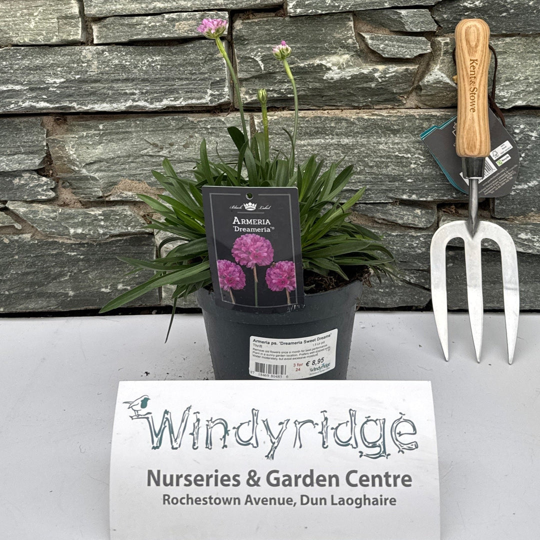 Armeria Ps. Dreameria Sweet Dreams  1.5 Ltr Pot - Herbaceous - Windyridge Garden Centre