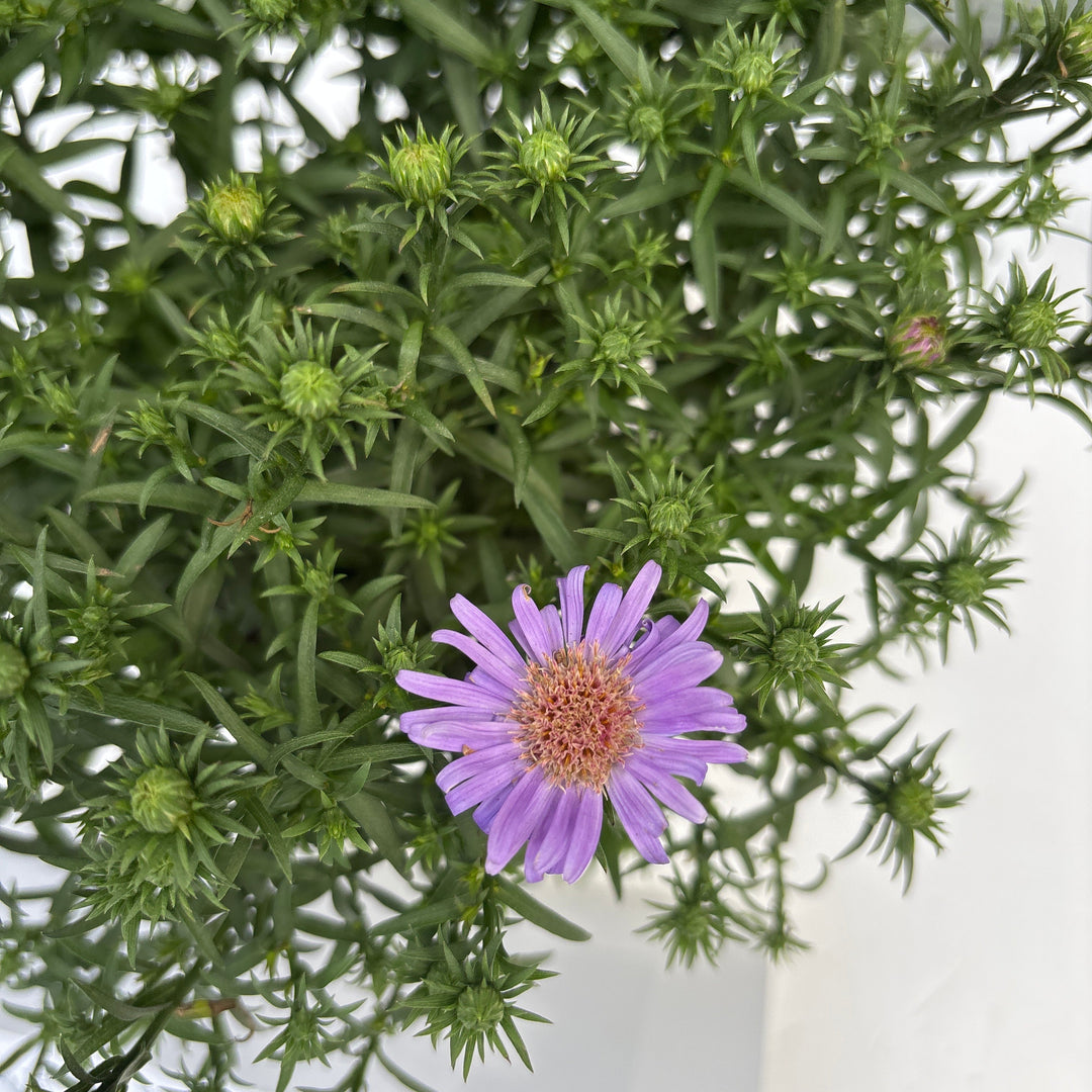 Aster d. Aster La Vista mix  P12