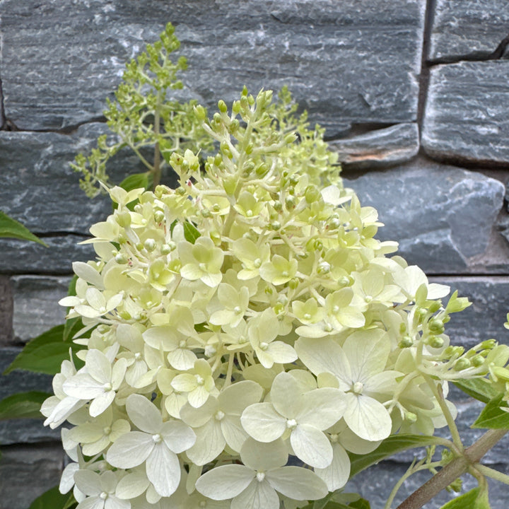 Hydrangea pan. Pinkachu  5 Ltr pot