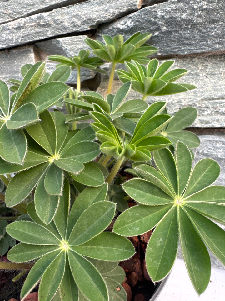 LUPINUS Persian Slipper