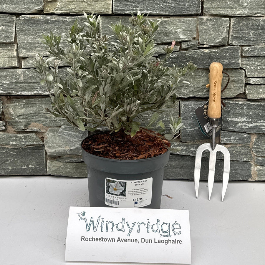 Convolvulus Cneorum - Shrubs - Windyridge Garden Centre