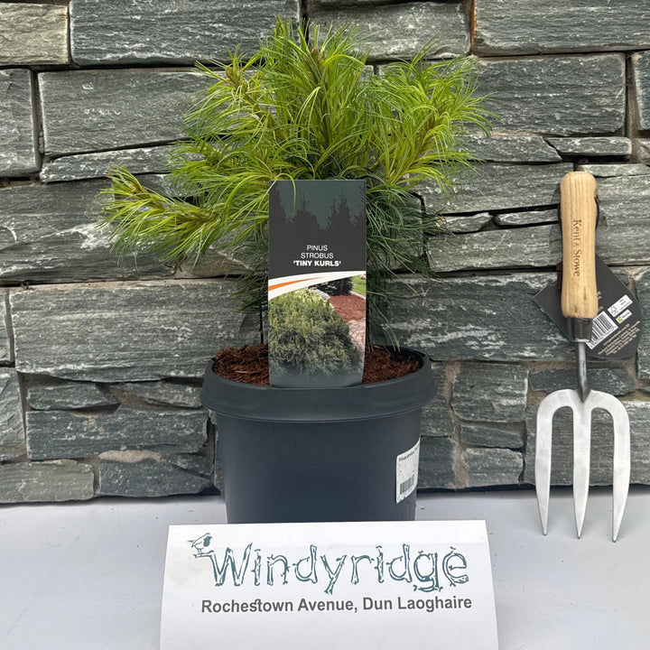 Pinus strobus Tiny Curls  25-30 CM C3
