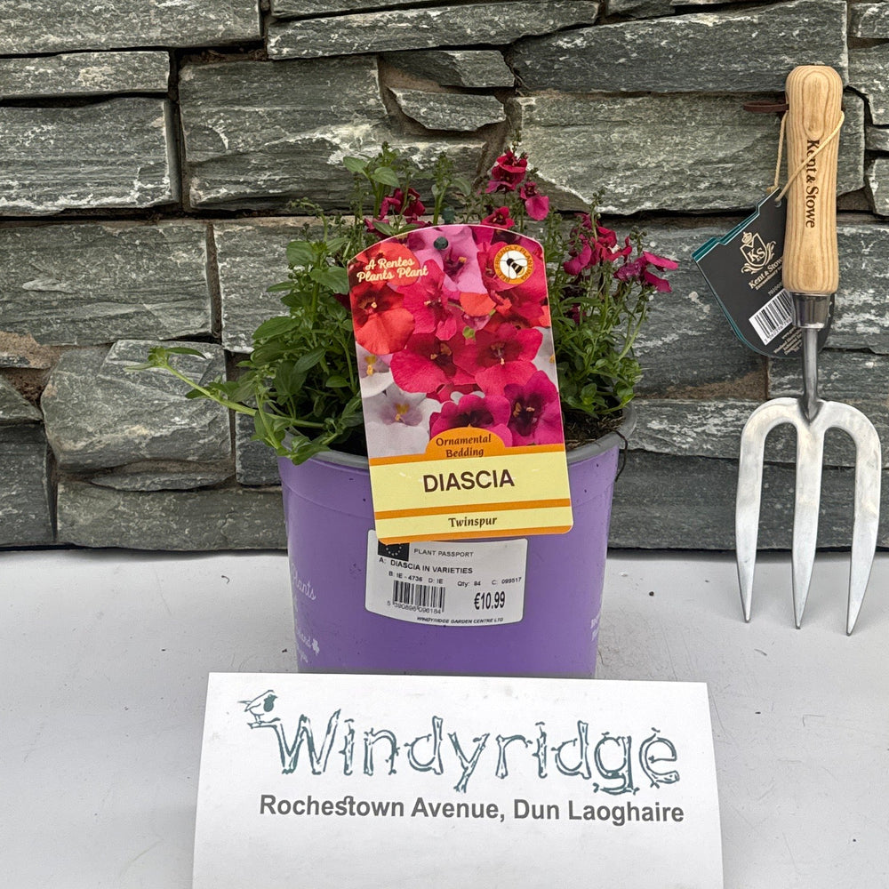 Diascia In Varieties - Herbaceous - Windyridge Garden Centre