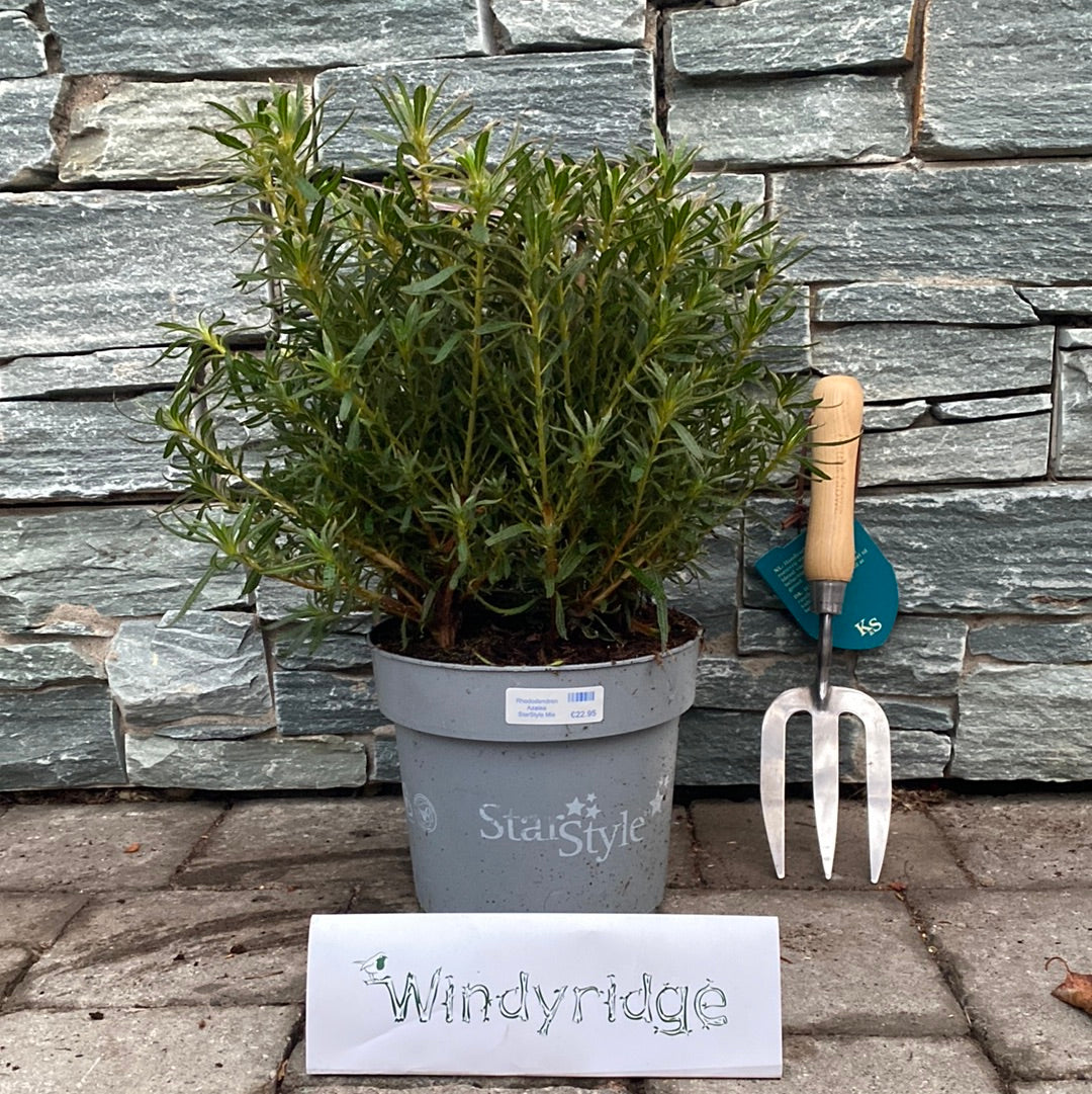 Rhododendron Azalea Starstyle Mix - Shrubs - Windyridge Garden Centre