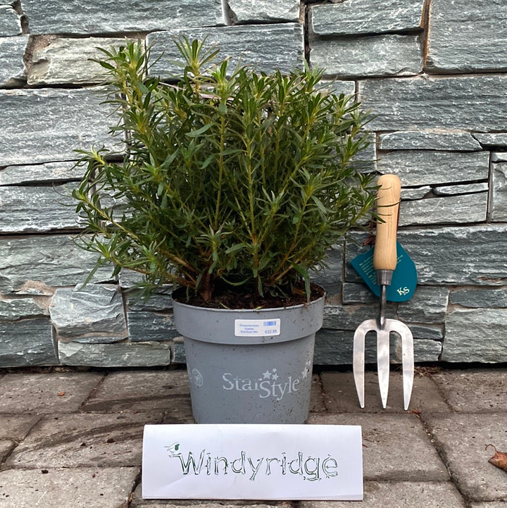 Rhododendron Azalea Starstyle Mix - Shrubs - Windyridge Garden Centre