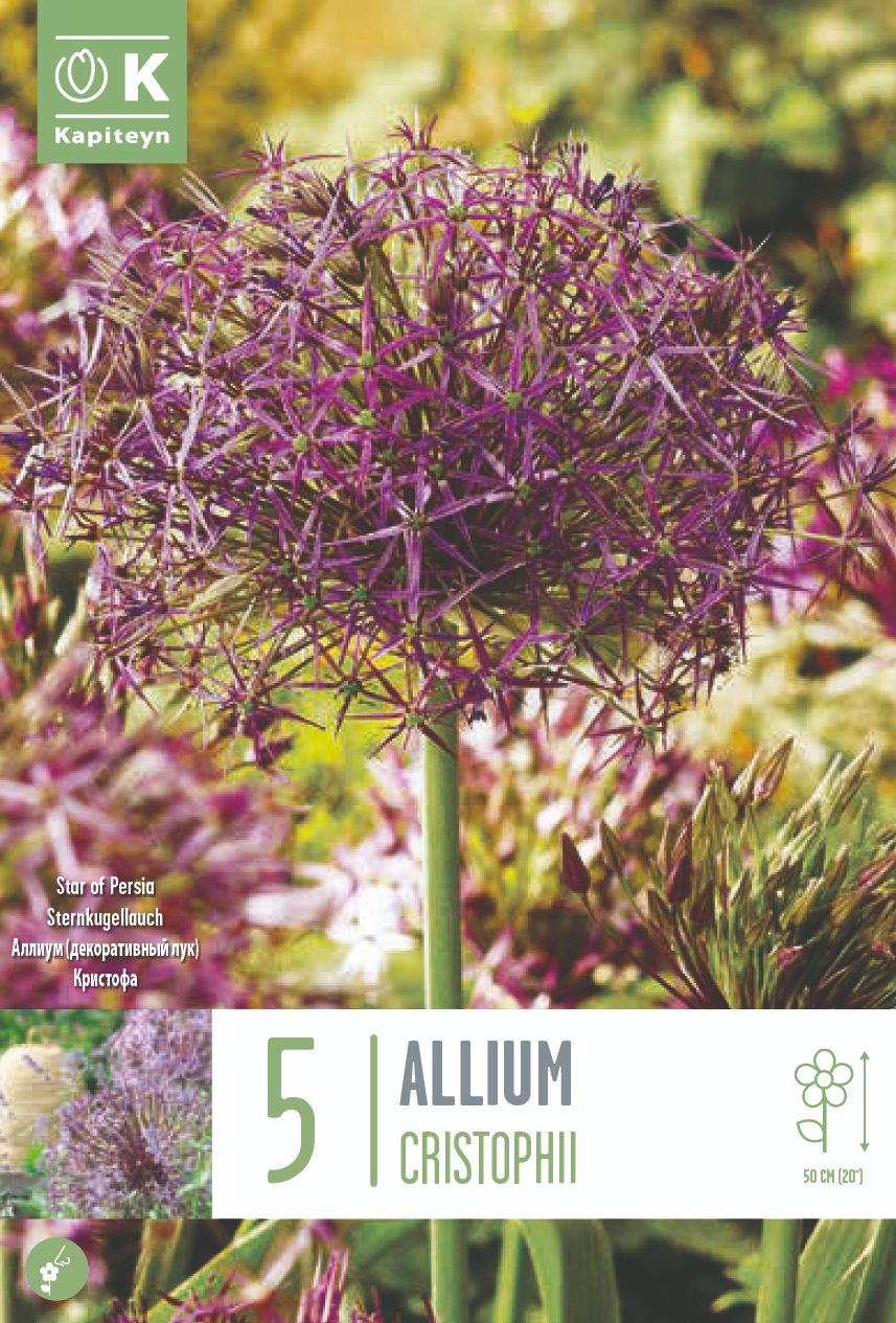 ALLIUM CRISTOPHII X 5