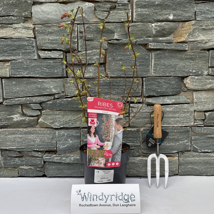 Ribes Sang. Amore - Shrubs - Windyridge Garden Centre