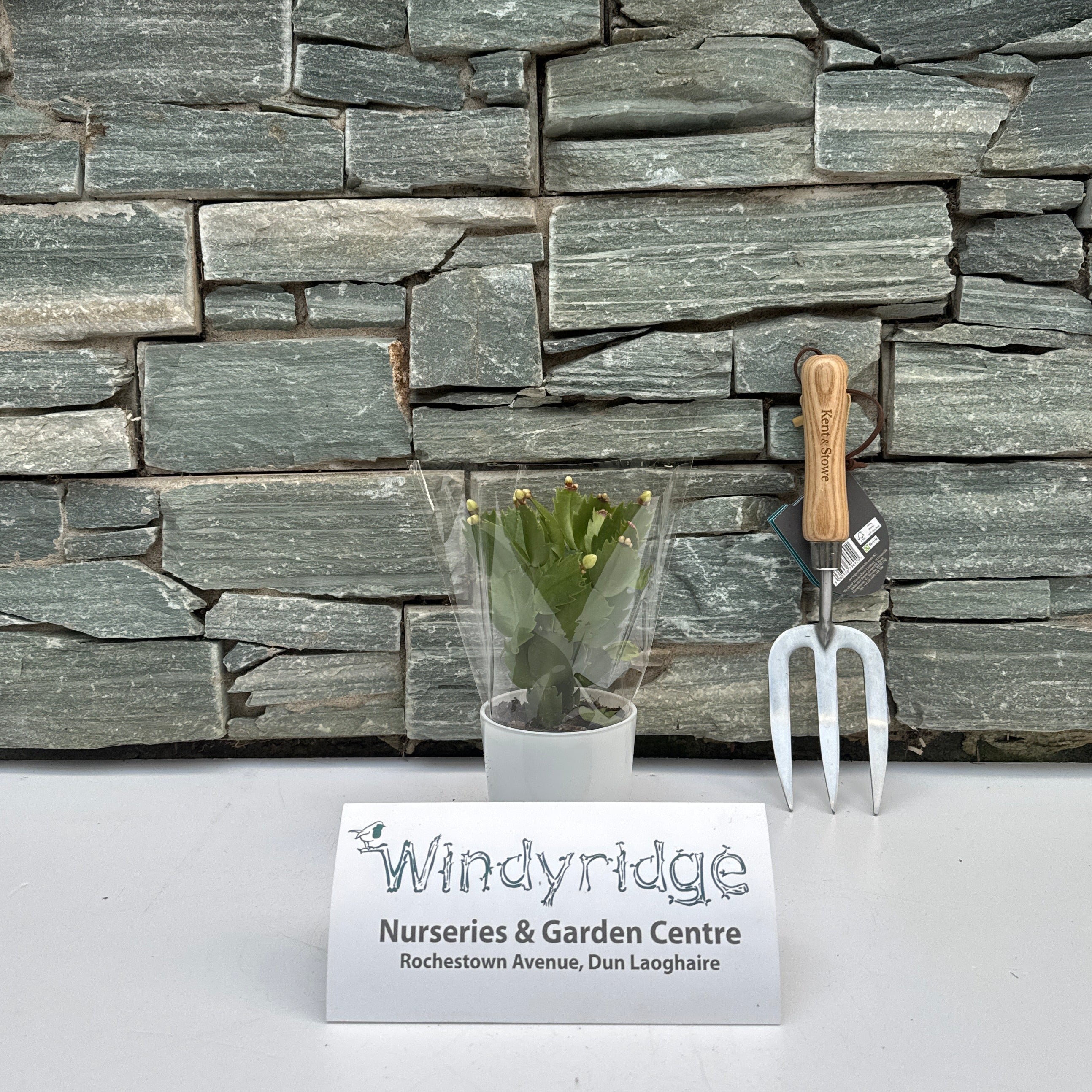Buy Schlumbergera White P9, In Glass Pot Online | Windyridge Garden ...