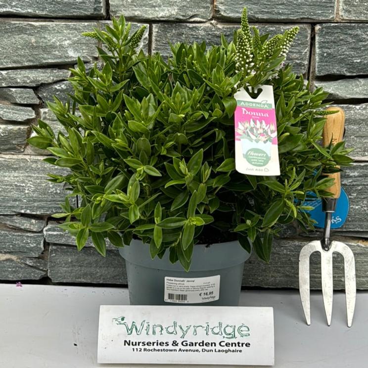 HebeDonna Jenna  3 Ltr pot