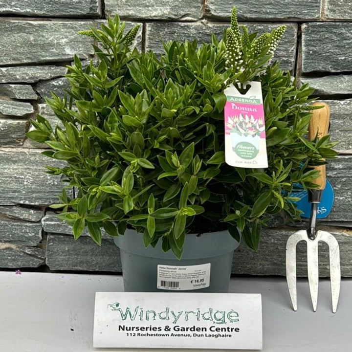 HebeDonna Jenna  3 Ltr pot