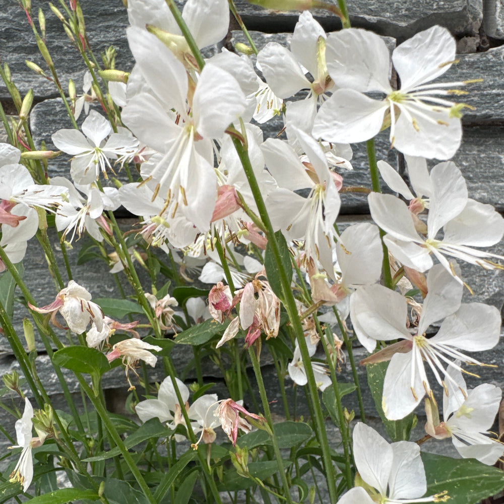 Gaura Gaudi White - Herbaceous - Windyridge Garden Centre