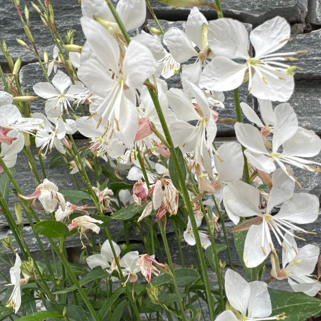 Gaura Gaudi White