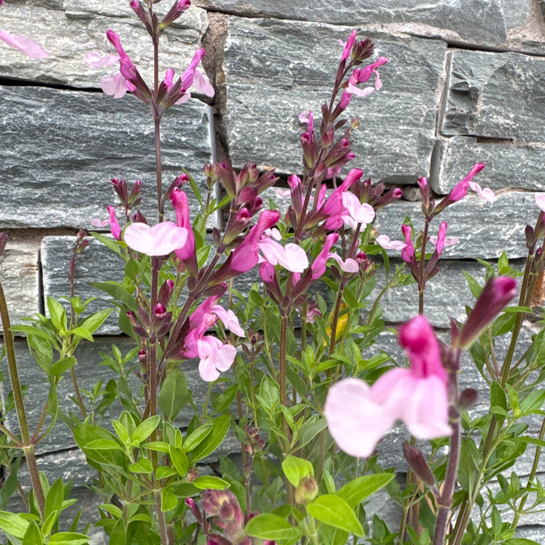 SALVIA Joy 3Ltr Pot