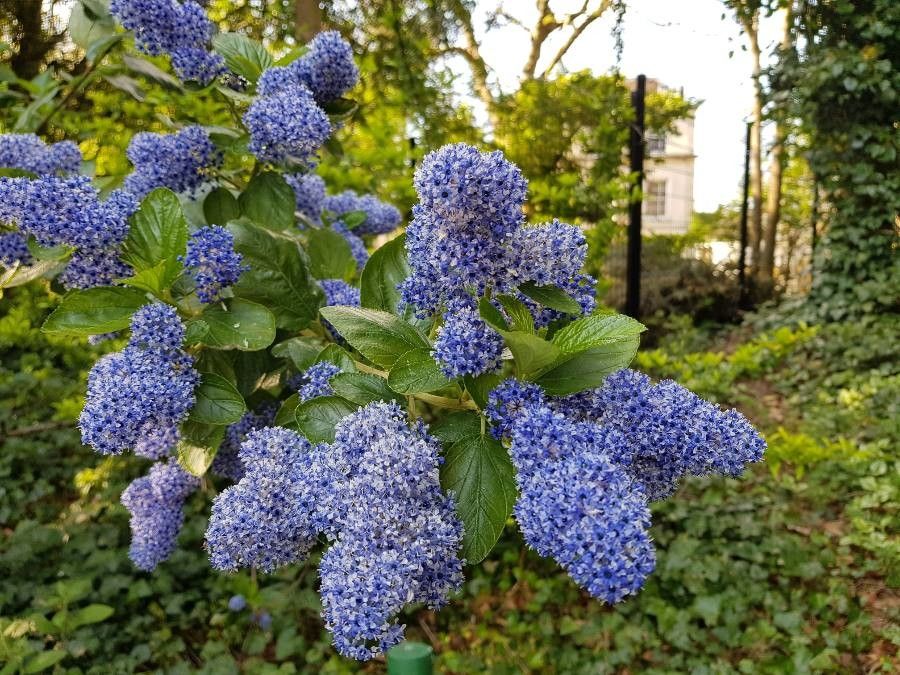 CEANOTHUS-TREWITCHEN-BLUE-Trellis-Flower