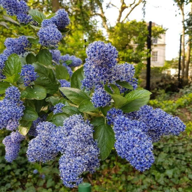 CEANOTHUS-TREWITCHEN-BLUE-Trellis-Flower