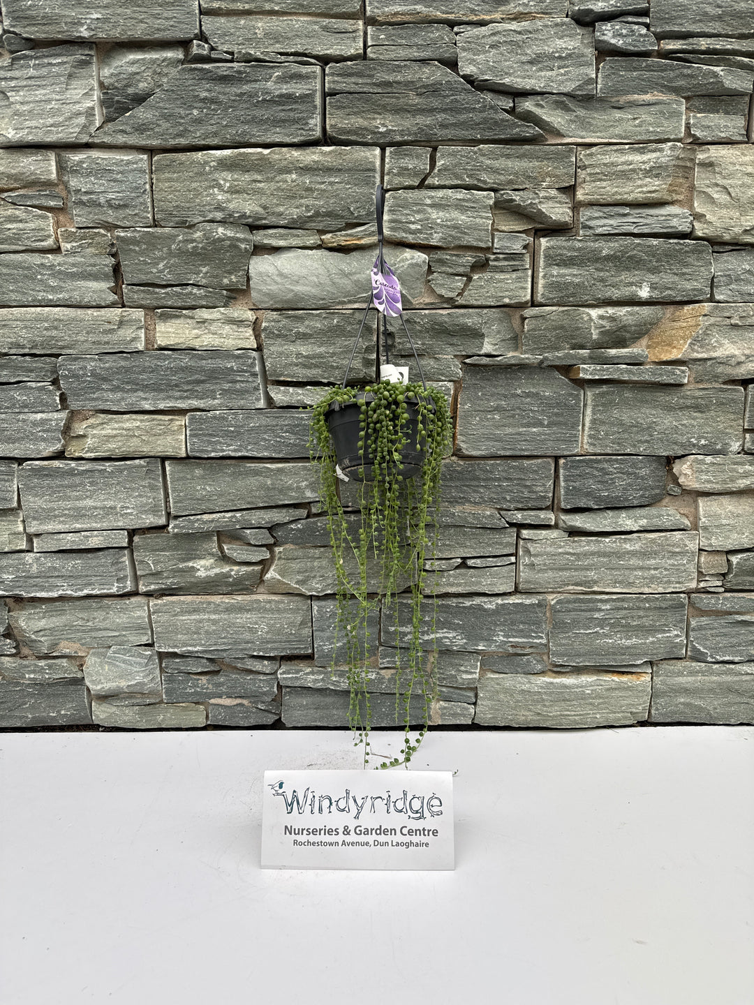 Senecio rowleyanus 14cm Hanging Pot ( String of Pearls )