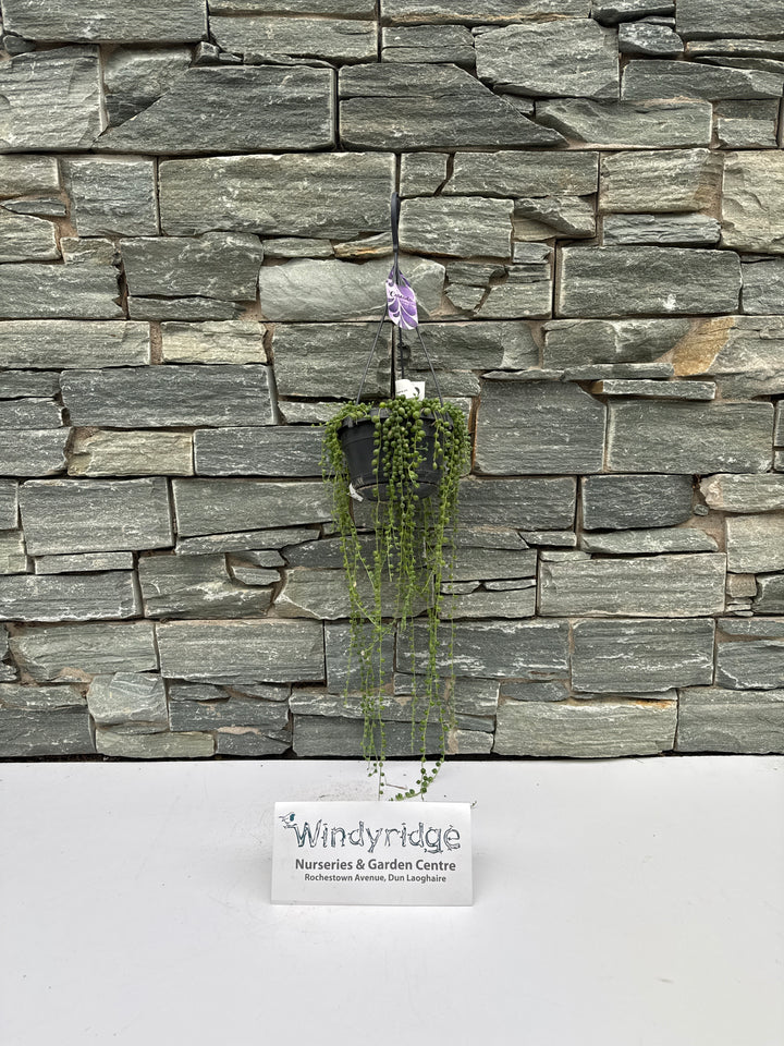 Senecio rowleyanus 14cm Hanging Pot ( String of Pearls )