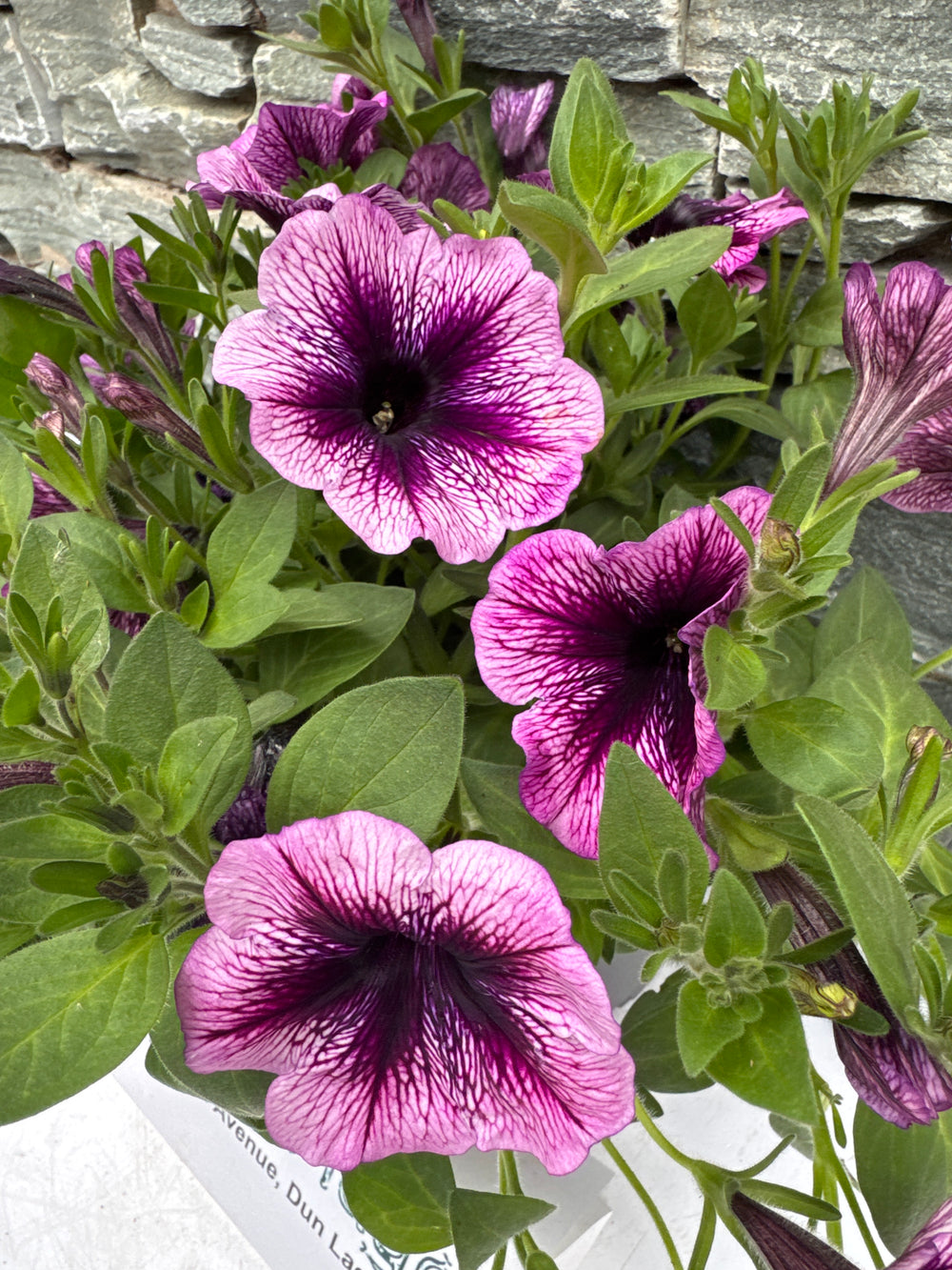 Petunia Viva Purple Vein - Bedding - Windyridge Garden Centre