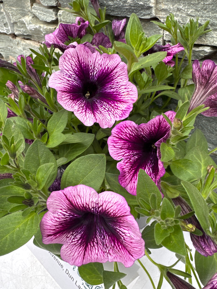 Petunia Viva Purple Vein - Bedding - Windyridge Garden Centre
