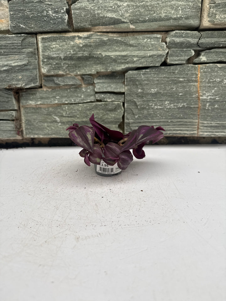Tradescantia Purple Joy  6 cm pot
