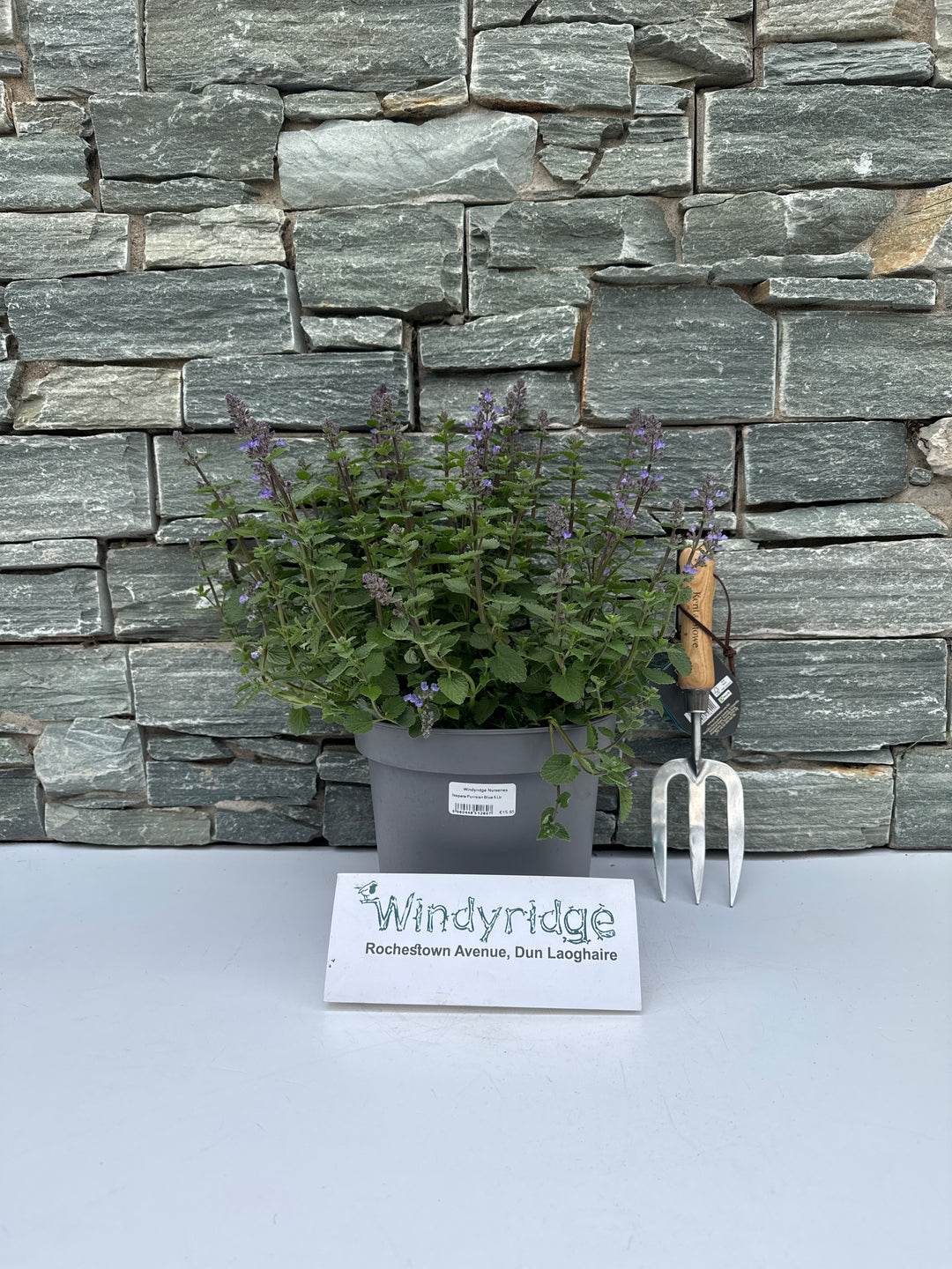Nepeta Purrsian Blue 5 Ltr