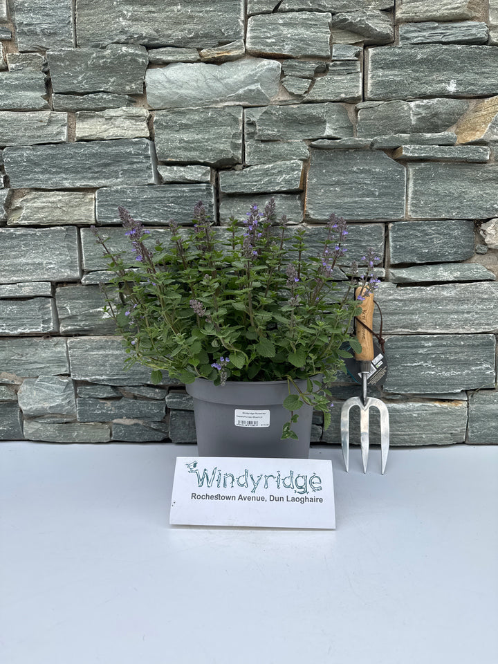 Nepeta Purrsian Blue 5 Ltr