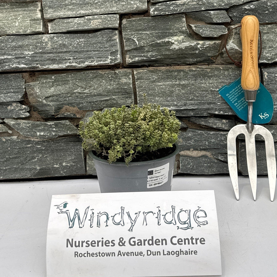 Thymus Mix  P14 - Grow Your Own - Windyridge Garden Centre