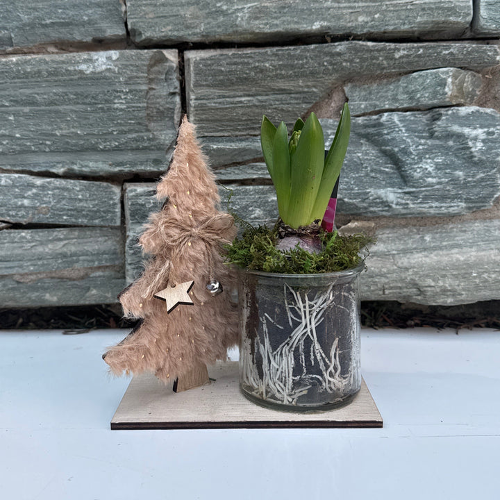 Xmas Hyacinthus  16 CM
