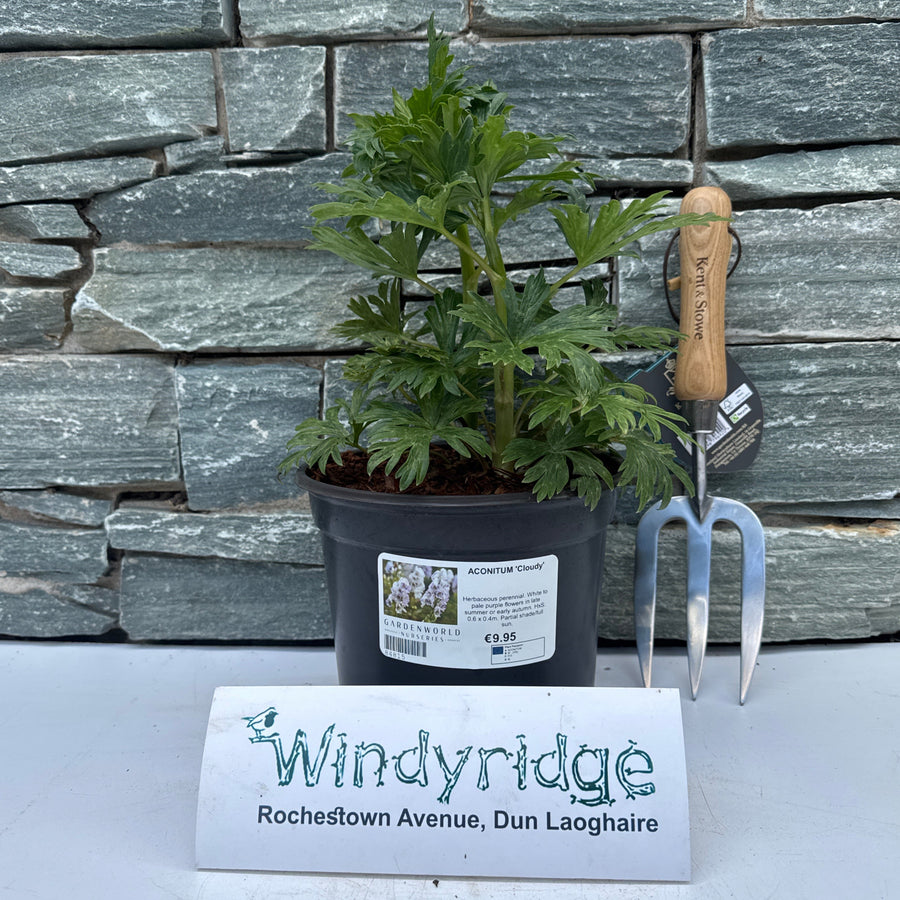 Aconitum Cloudy - Herbaceous - Windyridge Garden Centre